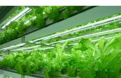 vegitable plant.jpg
